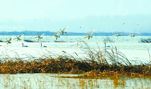白天鹅在三门峡黄河湿地公园里翱翔