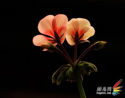 小白变大师 新手必读花卉摄影用光技巧