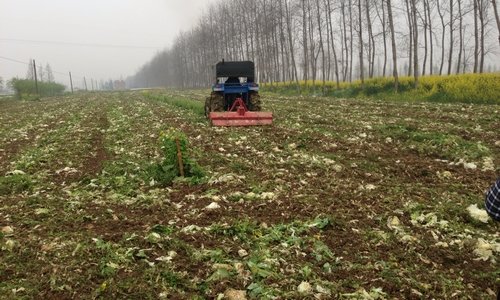 湖南汉寿农民自毁万亩蔬菜 因卖得越多赔得越多