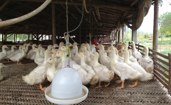 南京市浦口区的农村养鸭人老李的鸭舍规模不大，只有4000多只鸭子的存量。