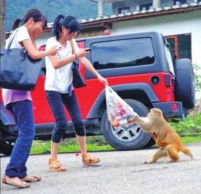 福州旗山景区猴子打劫 碰到游客就抢东西吃