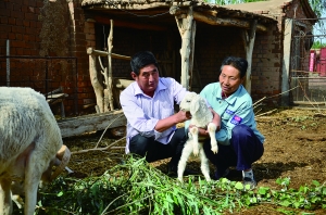 周文义帮助村民接羊羔。
