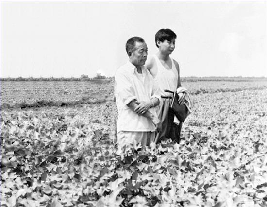 1983年8月9日，时任中共正定县委书记的习近平轻车简从到田间地头查看棉花生产情况。 
