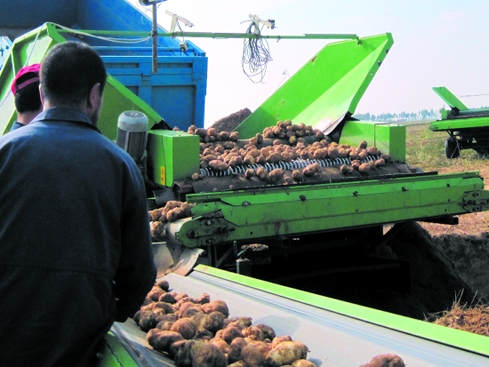 达旗侯家营子村种植大户用现代化机器筛选土豆