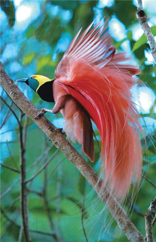 巴布亚新几内亚:我的极乐鸟它飞来了_旅游台_央视网