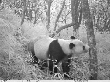 都江堰首次拍到野生大熊猫视频:倒立撒尿圈地
