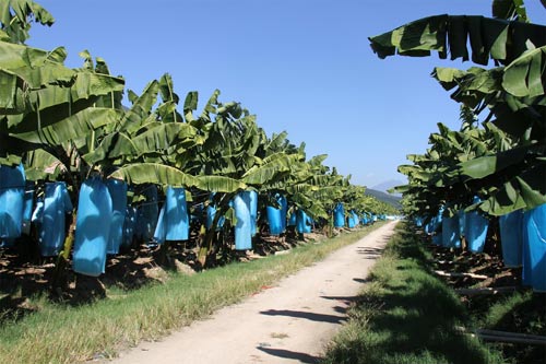 临沧耿马傣族佤族自治县的群众们大力发展香蕉产业