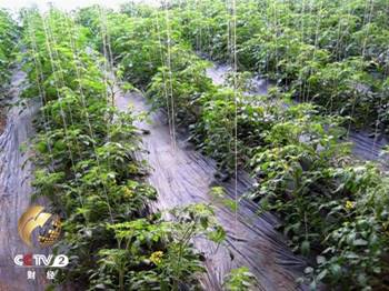 12月22号经济半小时_经济半小时 20151222 房地产去库存调查 浙江富阳(3)