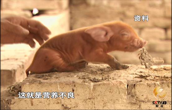 遭受洪灾牲畜难以存活