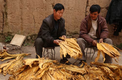 王友福在烟农家中帮助农户进行分级