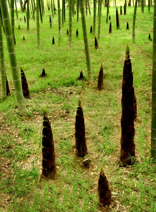 清明寻春出游 广州周边游5大目的地推荐