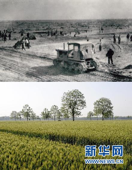 　　这组拼版照片显示了二十世纪六十年代兰考改造盐碱地的情形（上图，资料照片）；下图为5月5日拍摄的兰考县固阳镇的一片麦田（新华社记者朱祥摄）。新华社发