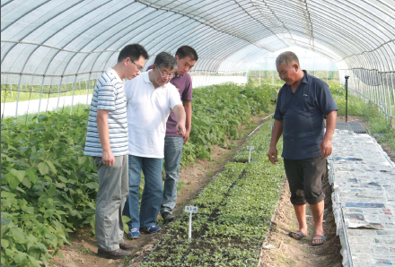 农业专家赵亚夫现场教授有机大棚蔬菜种植技术
