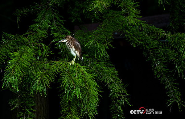 体验泰州苏式早茶 游走溱潼古镇风情(组图)_旅