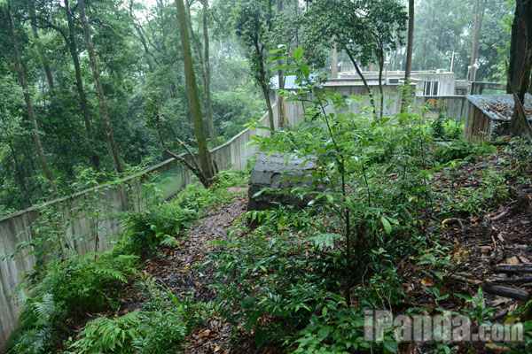 大熊猫“张卡”产仔的野外环境