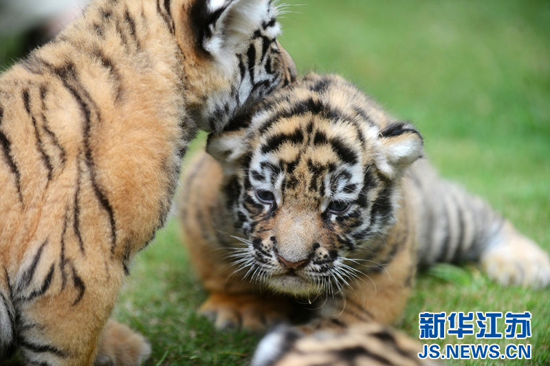 В зоопарке города Янчжоу отметили международный день тигра и день рождения маленьких тигрят