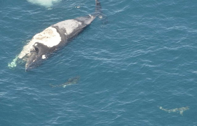 澳男子弃船爬上鲸鱼尸体 遭捕食鲨鱼群围困(图)