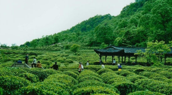 蒙顶山茶