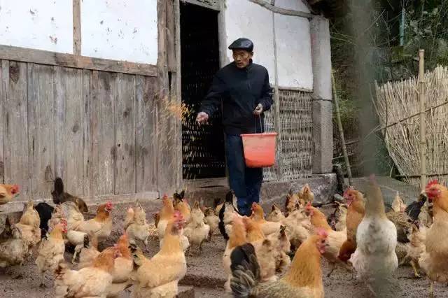 在广安市岳池县马家村，前党支部书记张秀代帮助过的贫困户吴德兴在喂鸡（2月11日摄）。新华社记者 谢佼 摄