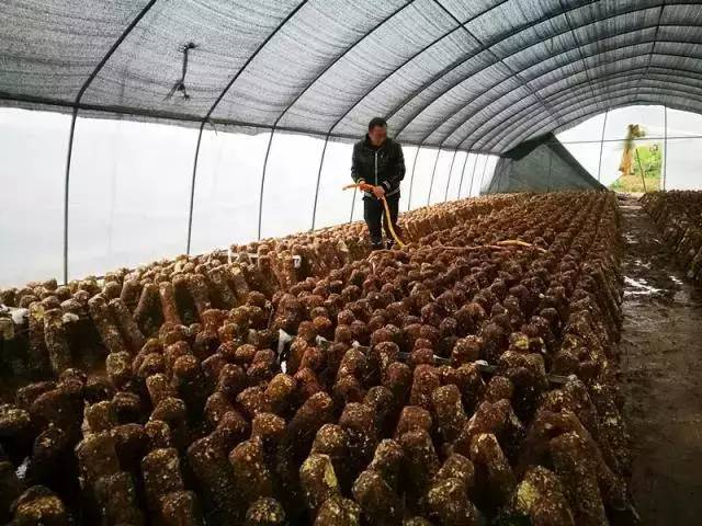 在顺庆区大林镇李家坝村村民在大棚里照料香菇（2月13日摄）。新华社记者 陈地 摄
