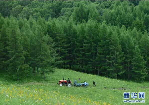 工人在塞罕坝机械林场千层板林场内运输苗木（2013年7月11日摄）。首都北京向北400多公里，河北省最北端。一弯深深的绿色镶嵌于此。她叫塞罕坝。新华社发