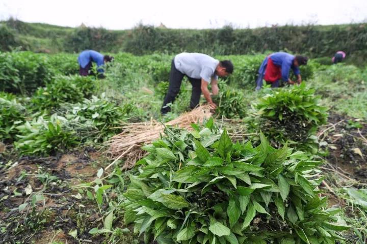 2017年10月，贵州丹寨县农业产业扶贫项目——板蓝根种植喜获丰收。（