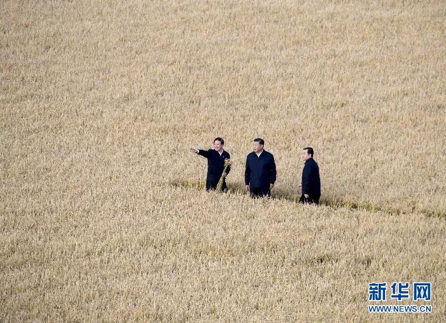 9月25日，习近平在黑龙江农垦建三江管理局了解粮食生产和收获情况。