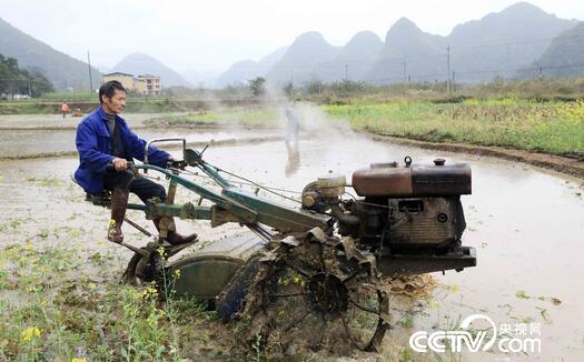 在广西柳州市融安县浮石镇六寮村，农民驾驶拖拉机耙田，准备种植早稻。（谭凯兴 摄）