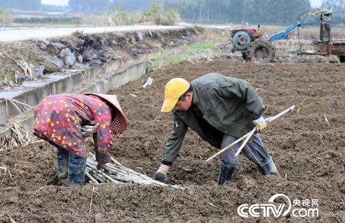 在广西柳州市融安县潭头乡新林村，两名农民在田间种植甘蔗。（谭凯兴 摄）