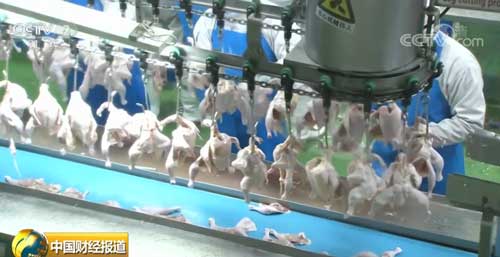 山东青岛：鸡肉价格一路飙升 养殖户挣到钱了没有