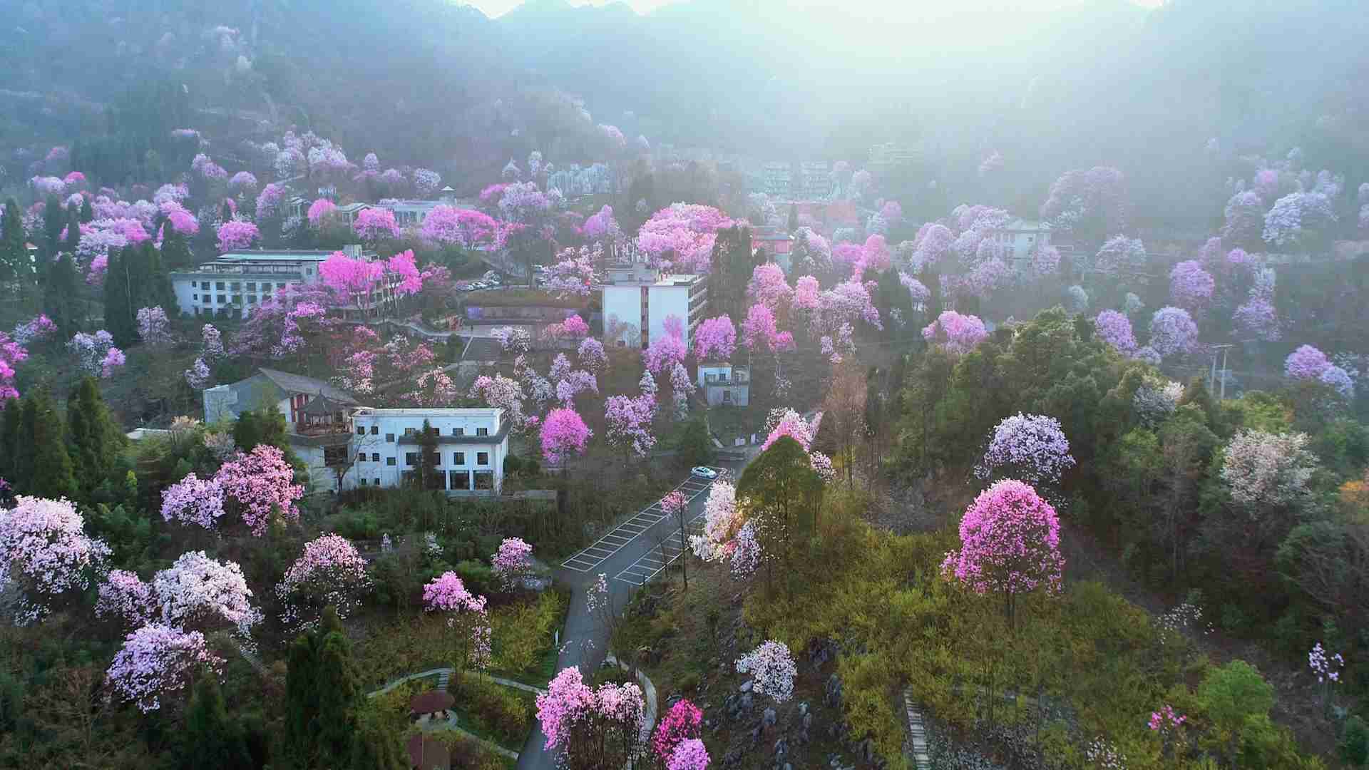 高山花儿电影开踏春醉美邂逅来!药王谷满山花揭秘辛夷攀岩图片
