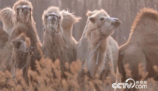 绿色时空：骆驼在平原 “走”出花样财富 5月26日