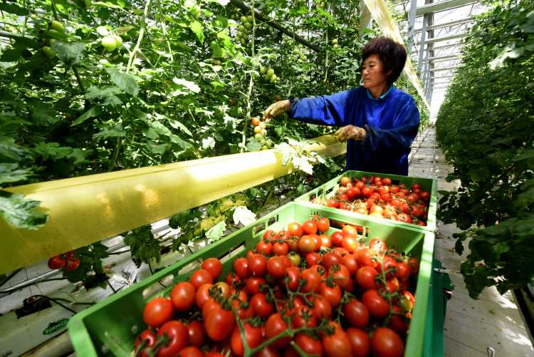 　　5月25日，工人在河北省南和县贾宋镇一家现代农业园区采摘西红柿。新华社记者 朱旭东 摄