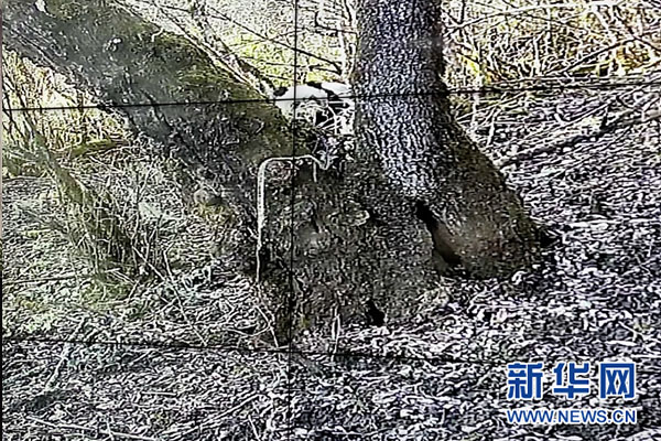 11月21日，大熊猫栖息地空间数据动态监测系统首次拍到野生大熊猫画面。（新华社记者 黄泽民 摄）