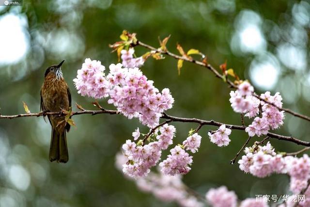 【重庆】重庆：待春暖花开，我们再看车水马龙
