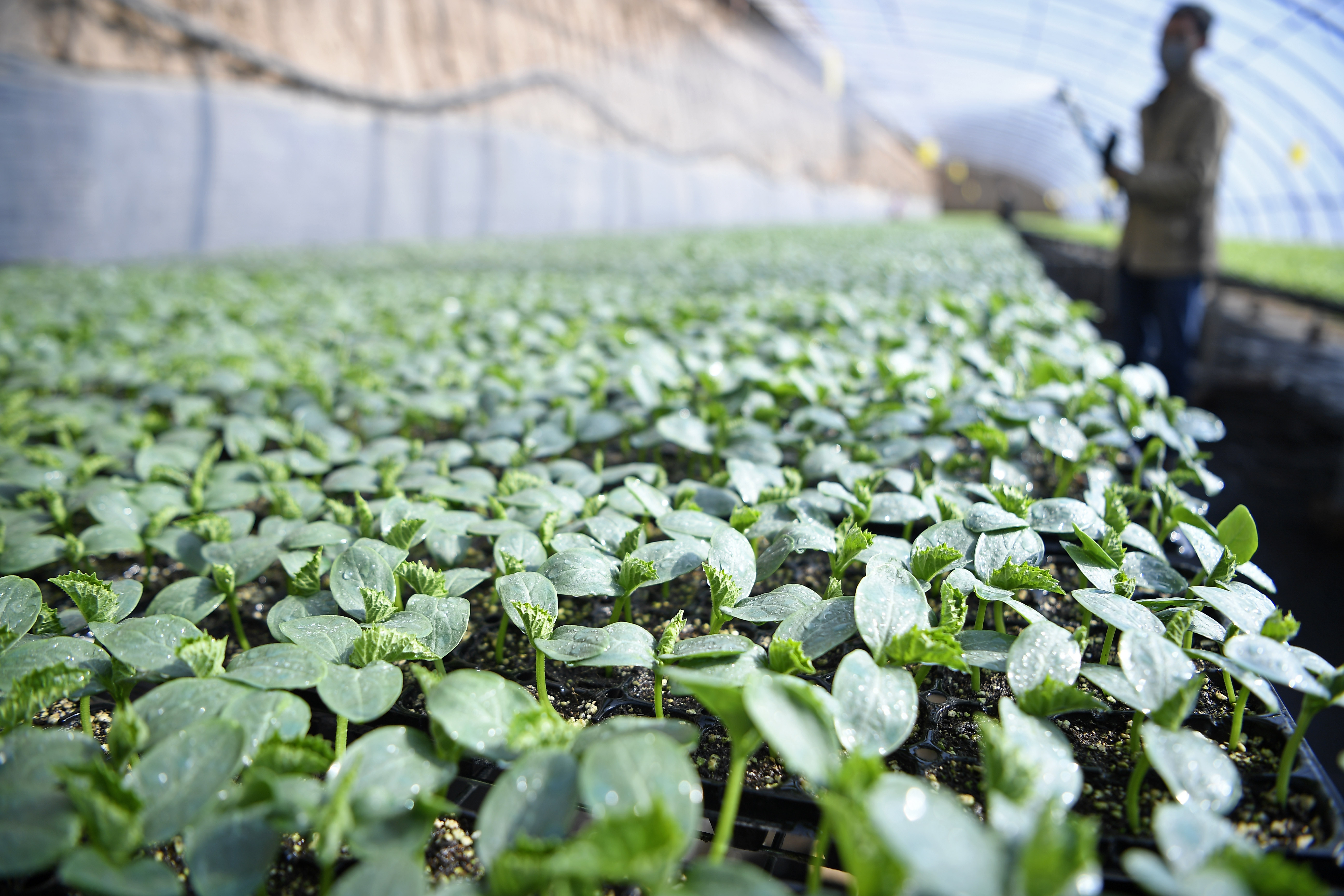 　　农户在宁夏银川市贺兰县新平现代农业示范园区蔬菜育苗大棚为黄瓜幼苗浇水（2020年2月22日摄）。