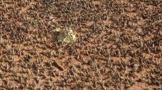 蝗灾：第二拨蝗灾袭击非洲，规模竟是年初首次蝗灾的20倍！