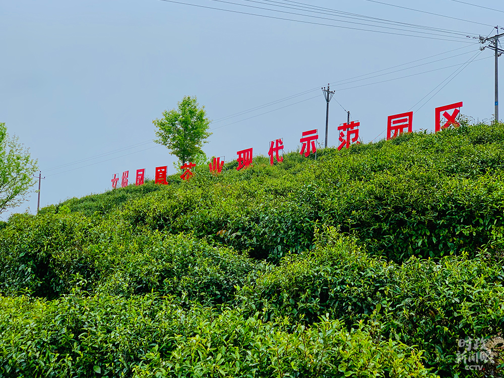 △茶园生态环境优良，日间光照充足，漫山有浓郁茶香。（总台央视记者张晓鹏、邢彬拍摄）