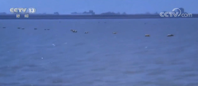 「长江口」长江口水域非法捕捞专项执法 多地多部门联合执法 高频次查违规行为