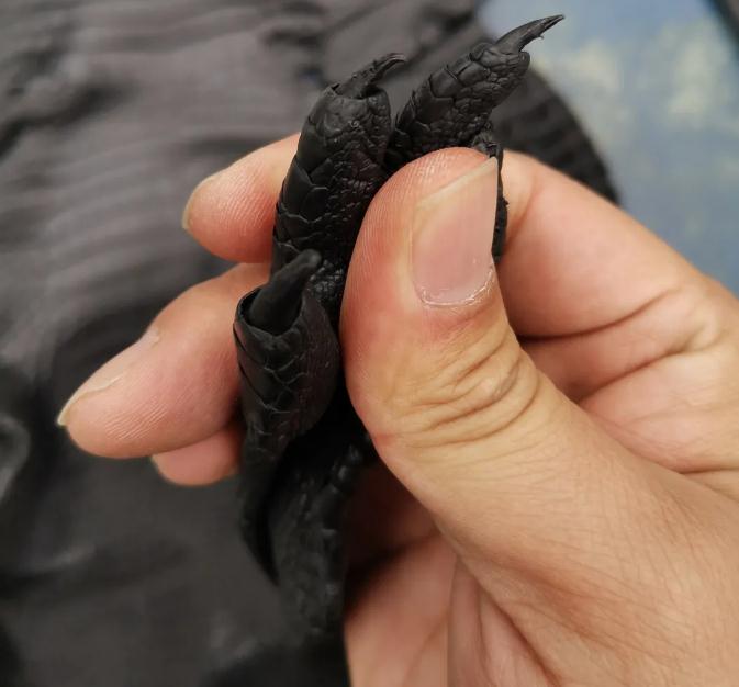 「云南」触目惊心！云南红河查获1213张鳄鱼皮制品 展开可铺满球场