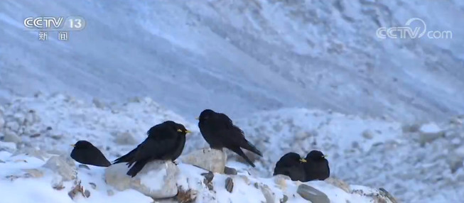 珠峰高程测量:珠峰高程测量·记者探营 人与动物和谐相处 垃圾分类在珠峰
