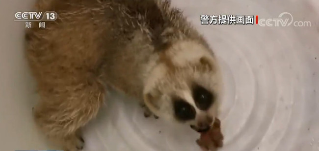 云南▲云南：蜂猴误闯酒店 确认无恙后放归自然