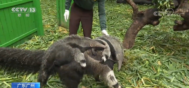 广东广州|广东广州:亚洲首例成功繁育大食蚁兽龙凤胎亮相