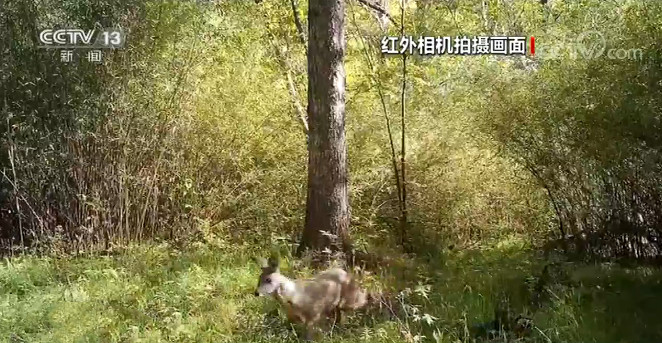 陕西周至|陕西周至：红外相机多次拍到野生林麝画面