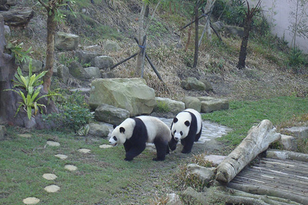 团团圆圆在台湾 图源台北动物园