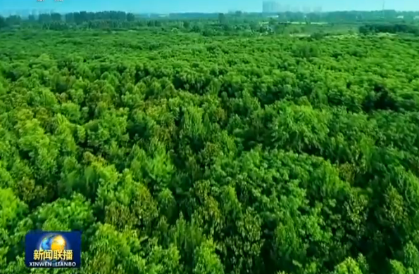 河南鄢陵|【走向我们的小康生活】河南鄢陵：花红树绿奔小康