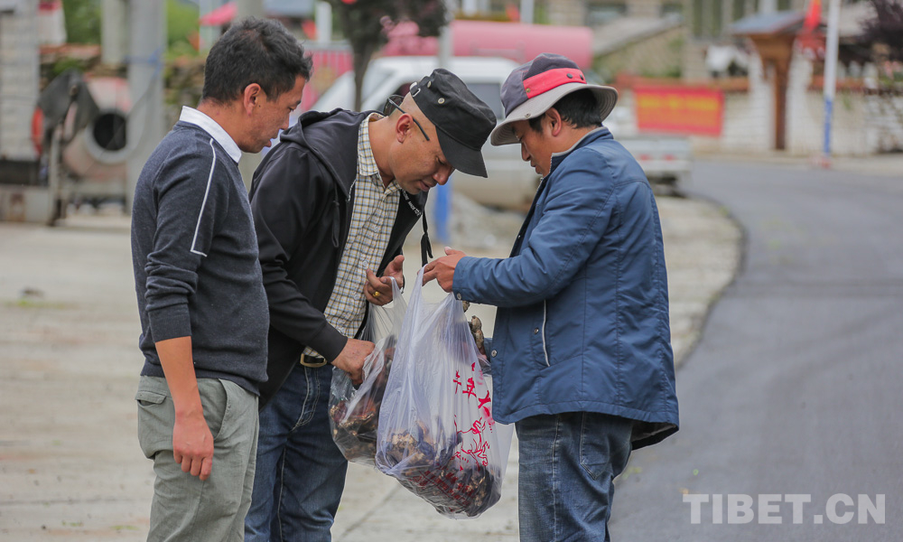 云登加措在收购村民的松茸 摄影：赵耀
