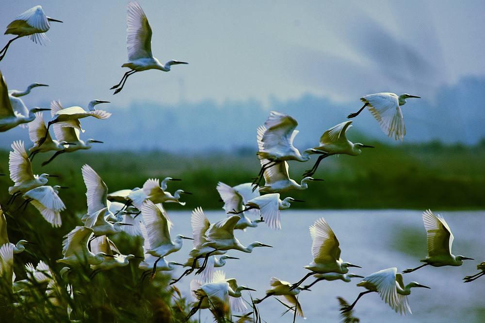 衡水湖世界生物圈保护区精美图集