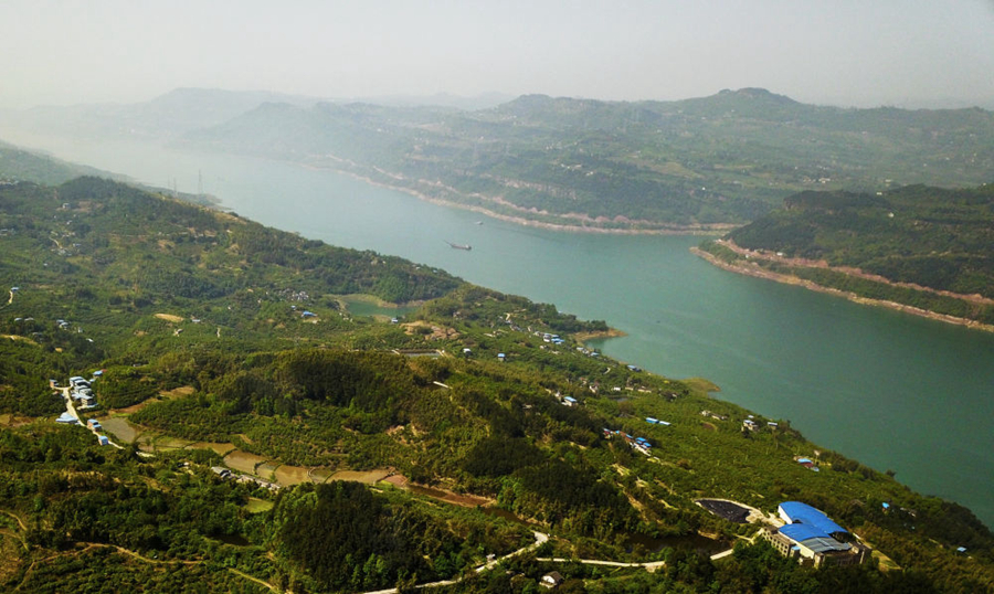 长江重庆万州区段两岸布满葱绿的树木。新华社记者 刘潺 摄