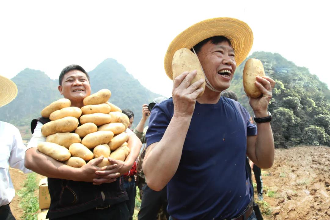 中国工程院院士朱有勇（前）在云南省普洱市澜沧县马铃薯基地直播带货，帮助当地销售马铃薯。